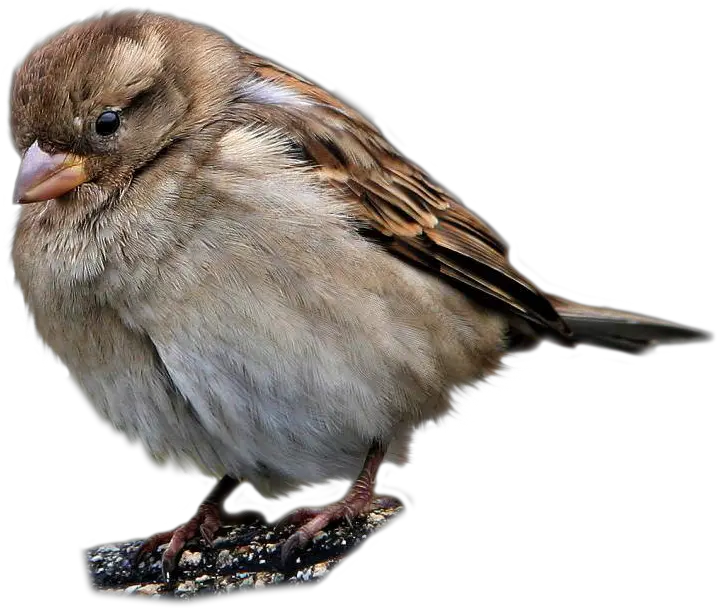 Sparrow Png Transparent Images 25 Wild Birds Flashcards Sparrow Png