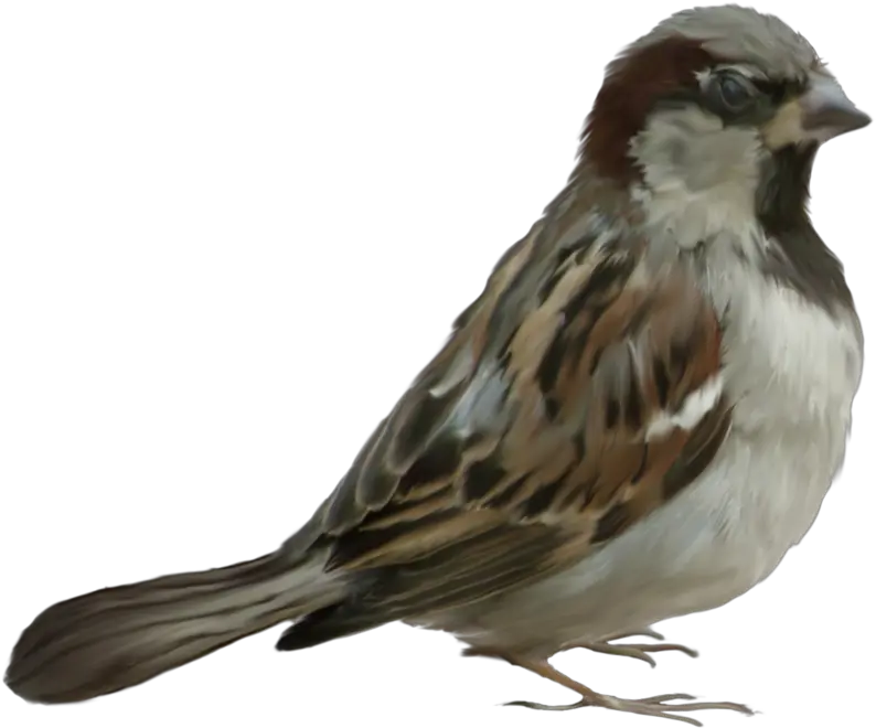 Sparrow Png Images Free Download Serçe Resimleri Png Sparrow Png