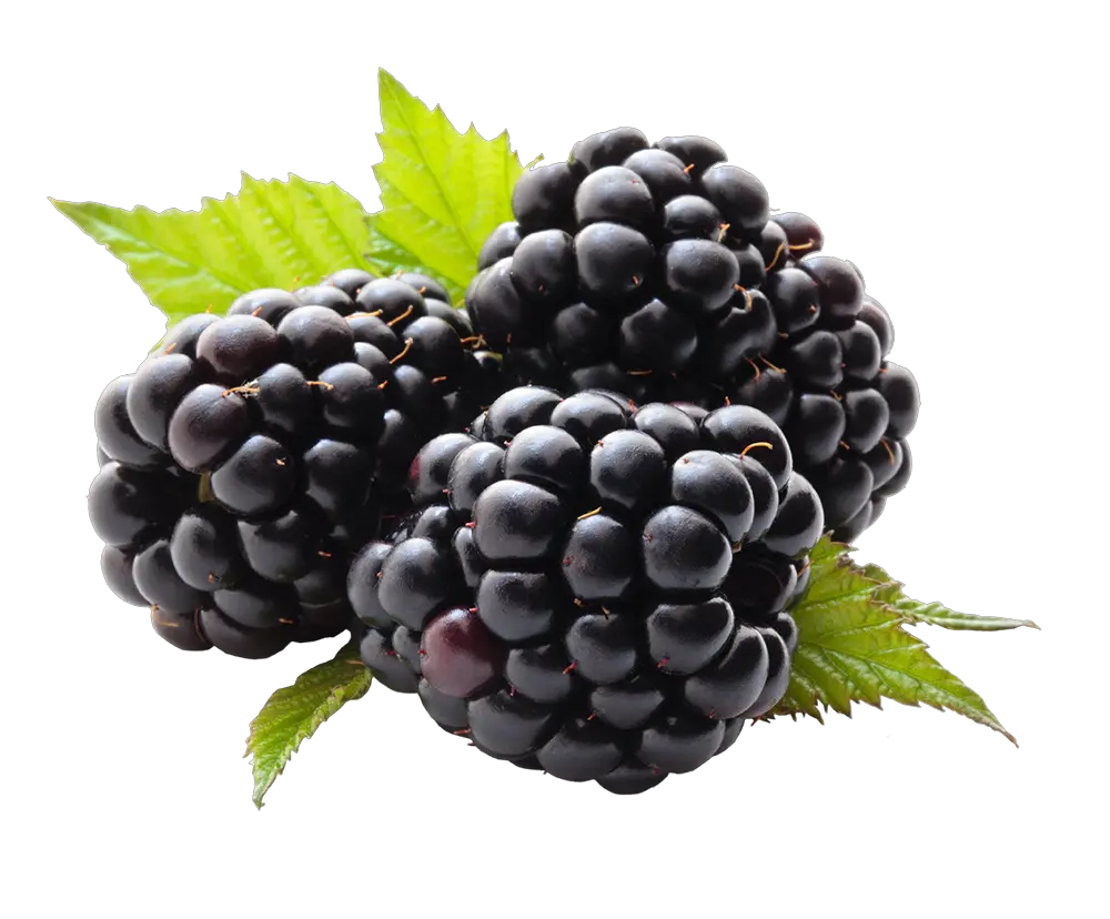 Com Berries Png By Xburntdoll Blackberry Png Berries Png