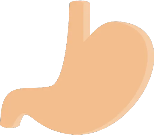 Stomach Png Icon Estomago Svg Stomach Png