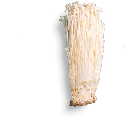 Enoki Mushrooms Enokitake Png Mushroom Transparent