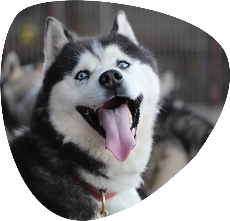 Siberian Husky Sled Dog Dog Yawns Png Husky Transparent