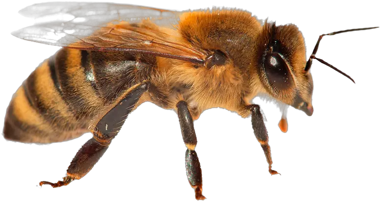 Animal Facts Bees Safe Animal Squad Together We Can Honeybee Png Queen Bee Png