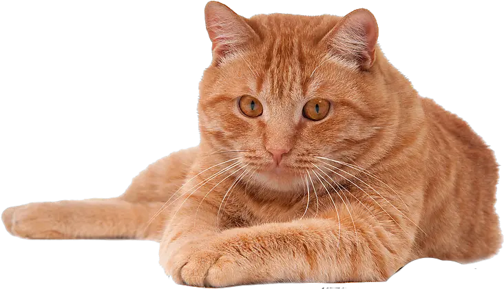 Download Cat Png Pic Png Of Cat Transparent Png Uokplrs Red Cat Png Cat Nose Png