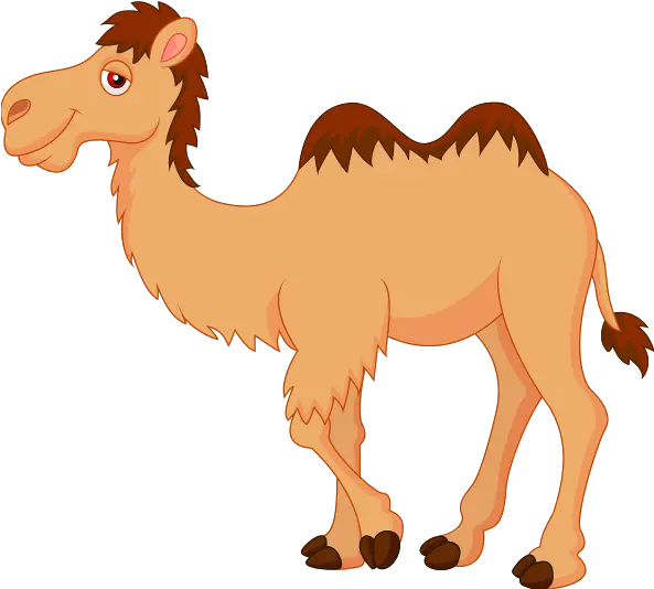 Camel Png Clipart Camel Cartoon Camel Png