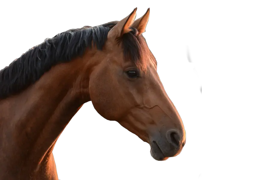 Download Horse Head Png Real Life Horse Head Real Horse Head Png
