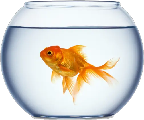 App Insights Golden Fishbowl Live Wallpaper Apptopia Fish Bowl Price In Nepal Png Fish Bowl Icon