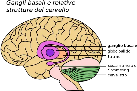 Basal Ganglia And Related Basal Ganglia And Substantia Nigra Png It Png