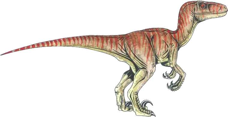 Download Velociraptor Tyrannosaurus Deinonychus Dinosaur Png Raptors Dinosaurs Dinosaur Png