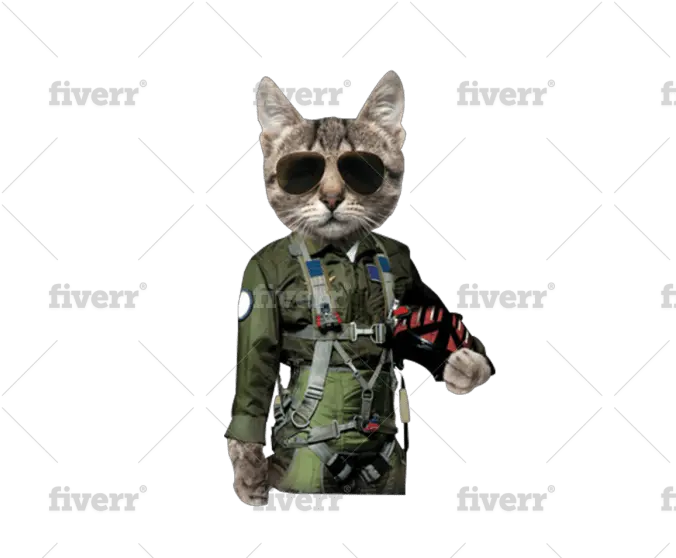 Do Background Remove And Convert Image To Png Transparent Mountain T Shirt Cat Raccoon Transparent Background