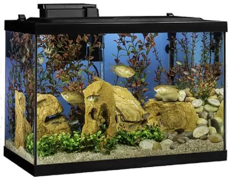 Aquarium Fish Tank Png Transparent Images All 20 Gallon Fish Tank Fish Png Transparent