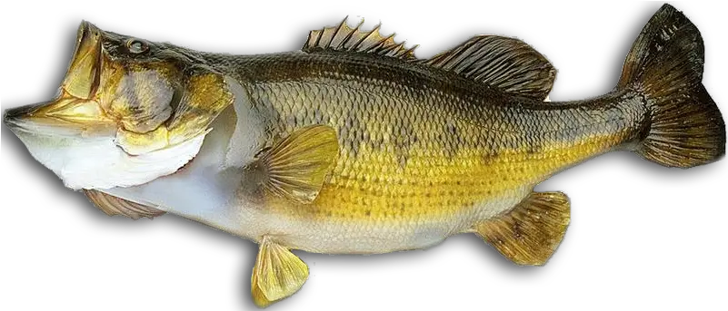 Bass Fish Png 4 Image Largemouth Bass Bass Fish Png Bass Fish Png