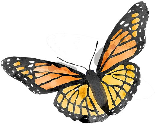 Monarch Butterfly Monarch Butterfly Png Monarch Png