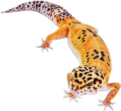 Leopardgecko Leopard Gecko Reptile Sticker By Starla Noah Neck Funny Png Leopard Gecko Png
