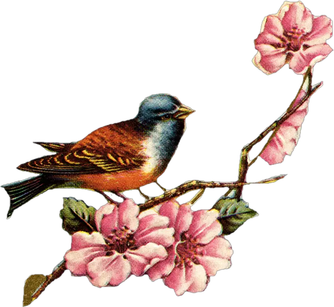 Vintage Love Birds Png Transparent Birdspng Vintage Birds Clipart Vintage Flower Png