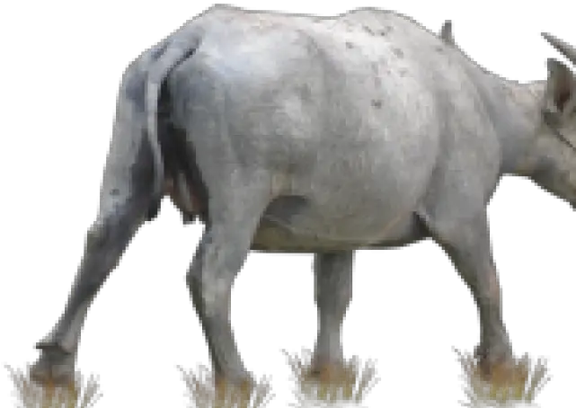 Download Buffalo Png Transparent Images Kerbau Png Buffalo Png