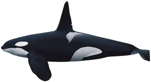 About Orcas Scientific Killer Whale Illustration Png Killer Whale Png