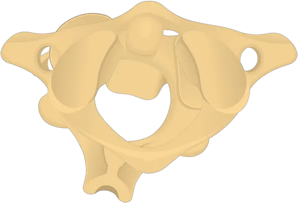 Atlas Bone Anatomy Axis Bone Png Bone Transparent