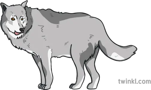 Ks1 Wolf With Mutton Food Grey Open Big Png Wolf Eyes Png