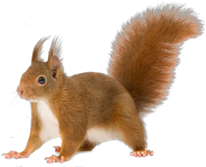 Download Share This Image Transparent Background Squirrel Transparent Png Squirrel Transparent Background