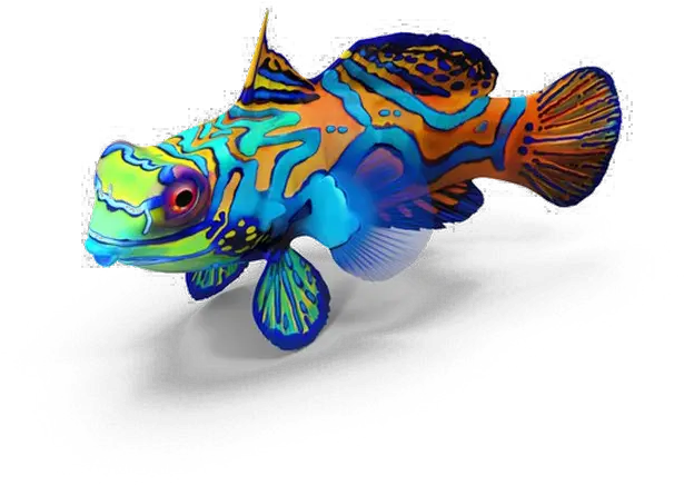 Fish Png Image Transparent Background Aquarium Fish Fish Transparent Background