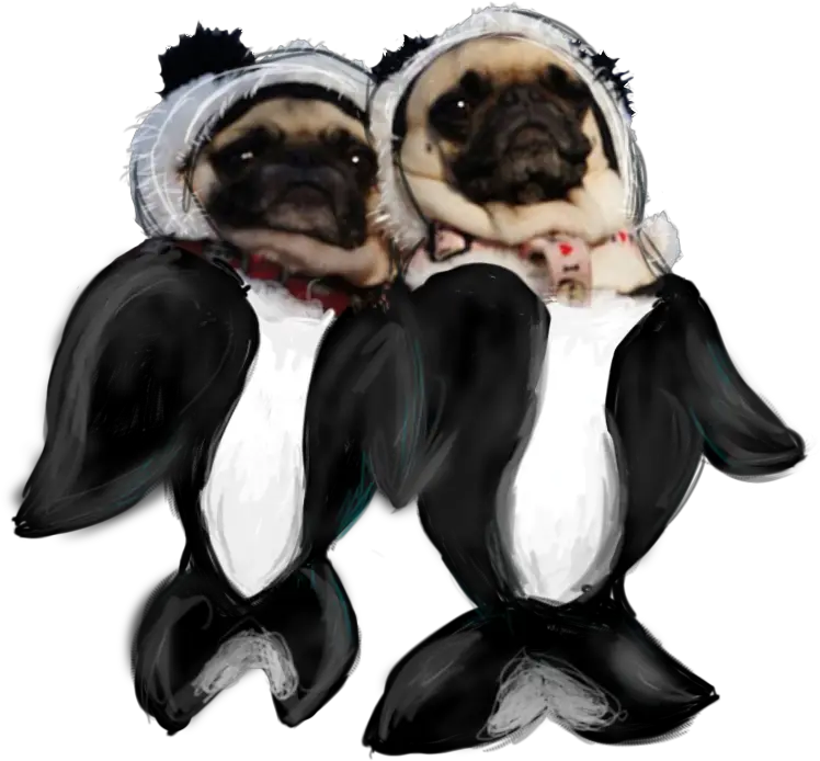 Transparent Pugs Orca Pug Png Pug Transparent Background