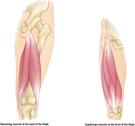 Muscle Strains In The Thigh Hamstring Muscles Transparent Png Muscle Png