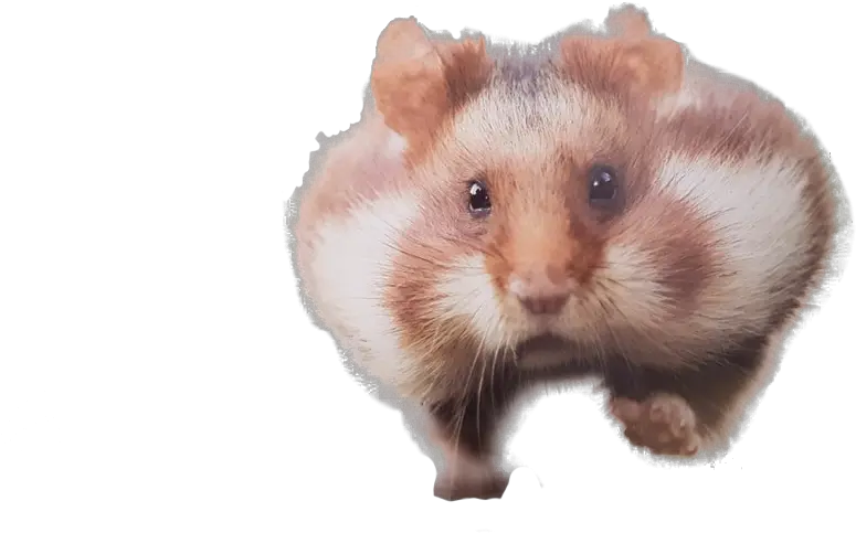 Funny Hamster Transparent Background Hamster Png Funny Transparent Images