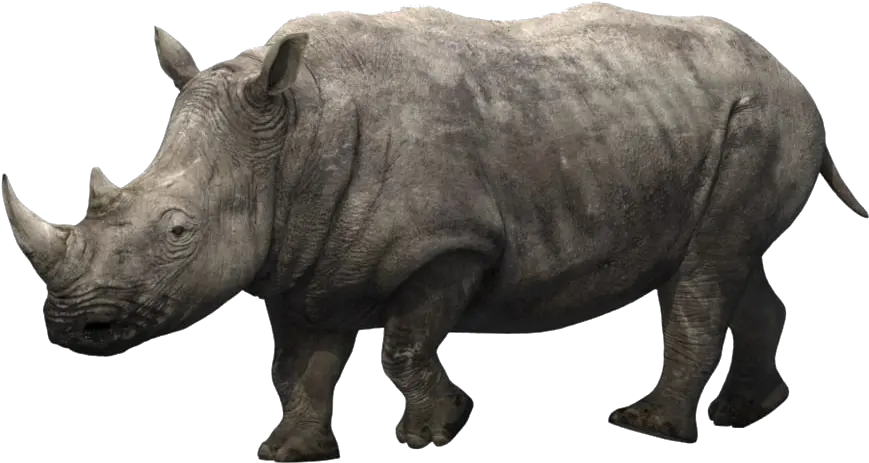 Rhino Png Images Download