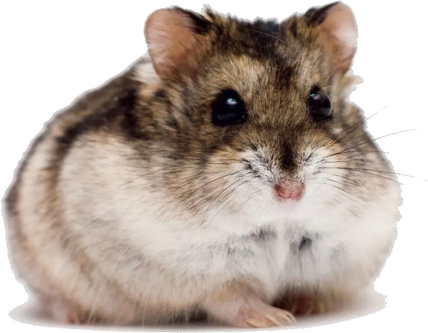 Cute Hamster Png High Dwarf Hamster Hamster Png