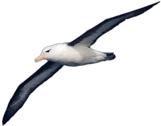 Flying Spy Albatross Pictures Png Transparent Background Albatros Png Flying Png