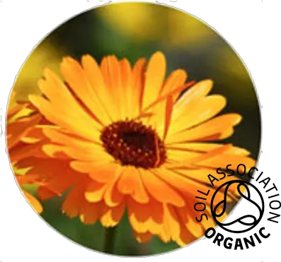 Buy Organic Calendula Flowers U0026 Petals Aromantic Flowers For Healing Png Marigold Png