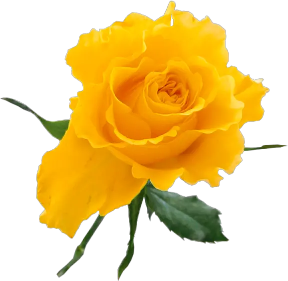 Yellw Rose Png Transparent Images Free Gallery Yellow Rose On Transparent Background Roses Transparent Background