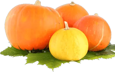 Pumpkin Clipart Transparent Png Stickpng Pumpkin Pumpkin Clipart Png