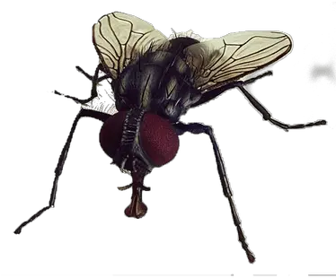 Flies Transparent Png Images Mata Lalat Dan Mata Lebah Flies Png