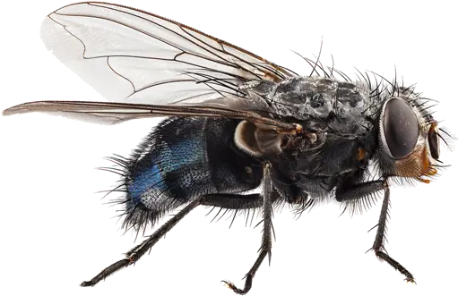 Itpc House Fly Up Close Png Flies Png