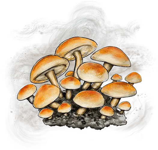 Caps By Cookies Wild Mushroom Png Mushrooms Icon