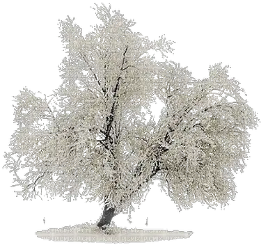 Download Hd Snow Tree Png
