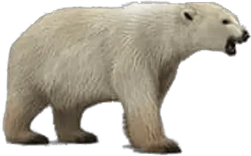 Roaring Polar Bear Transparent Png Polar Bear Png Polar Bear Transparent Background