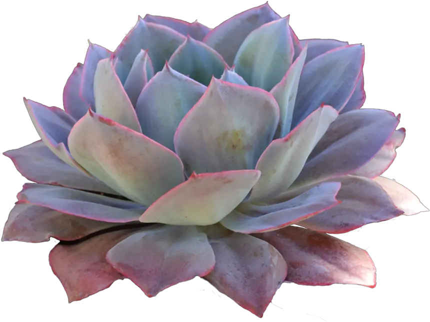 Bouquet Of Succulents Transparent Png Succulent Png Succulents Png