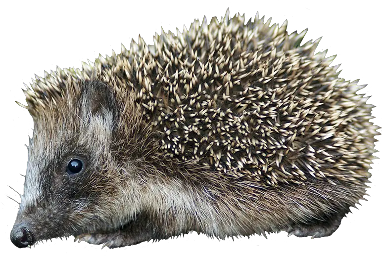 Hedgehog Clipart Hedgehog Png Hedgehog Transparent Background