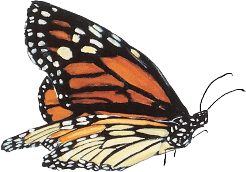 Butterfly Transparent Background Png Real Butterfly Transparent Background Butterfly Transparent Background