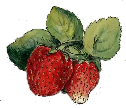 Strawberries Png Transparency Overlay For Personal Use Vintage Strawberry Drawing Strawberries Png