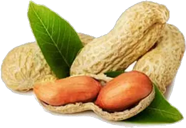 Ground Nut Exporters In India Suppliers And Groundnut Png Peanut Png