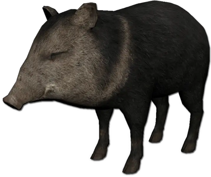 Collared Peccary Official Green Hell Wiki Collared Peccary Pig Rdr2 Location Png Hog Png