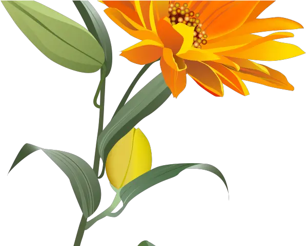 Flowers Clipart Orange Orange Flowers Transparent Orange Flower Clipart Png Flowers Clipart Transparent Background