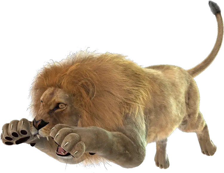 Pin Lion Attack White Background Png Lion Transparent Background