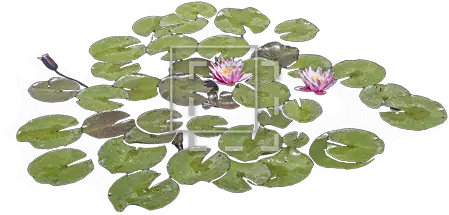 Lily Pads With Purple Flowers Immediate Entourage Real Lily Pad Png Purple Flowers Png