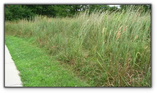 Download Crested Wheatgrass Crested Wheatgrass Lawn Png Sweet Grass Lawn Png