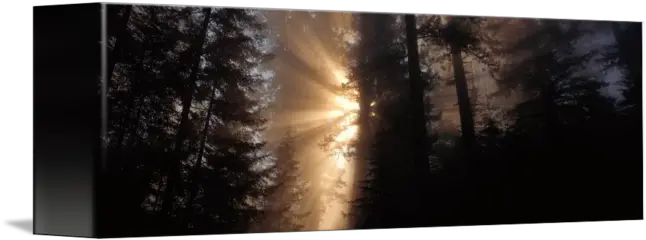 God Rays Redwoods National Park Ca By Panoramic Images Sunlight Png God Rays Png